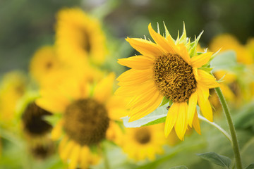 Field of blooming sunflowers