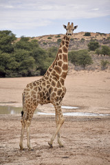 Giraffe male, nearby a waterhole in the Kgalagadi Transfrontier Park, South Africa
