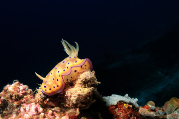 Colorful Nudibranch on a tropical reef