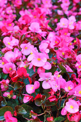 Pink begonia blossom