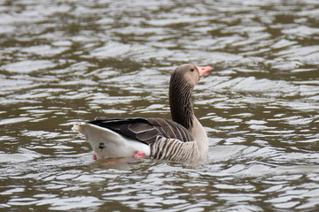 Fototapeta premium Graugans ( Anser anser )