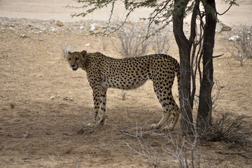 female cheetah in the shadow, the Kgalagadi Transfrontier Park, South Africa