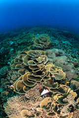 Hard corals on a healthy tropical coral reef in the Komodo national park, Indonesia