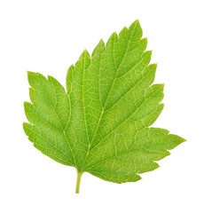 Currant leaf isolated on a white