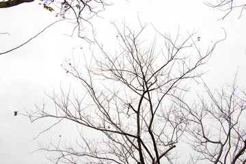 Obraz premium branch of treetop and sky ,white background of treetop