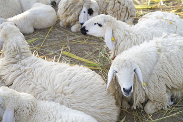 Sweet Sheep
