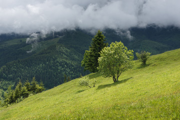 View at trees with mountain hill covered with forest at the background. Clouds over mountain hill