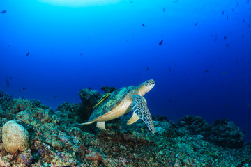 Fototapeta na wymiar Green Turtle on a coral reef