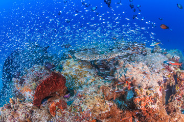 Fototapeta na wymiar Glassfish swarm around a coral pinnacle