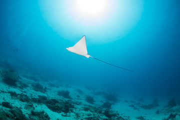 Eagle Ray and Sunburst