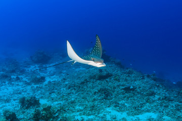 Baby Spotted Eagle Ray in clear water