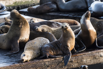 Obraz premium Sea Lions