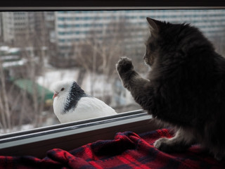 cat looks at a pigeon through the window