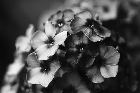 Black white photo beautiful Phlox violet flowers. Noisy film camera effect. Soft focus, shallow depth of field