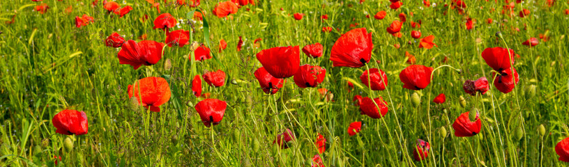 Naklejka premium Beautiful poppy field .