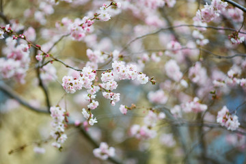 Branch with pink plum flowers