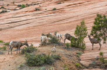 Bighorn sheep herd