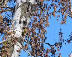 Picchio verde sul ramo di betulla, mimetizzato