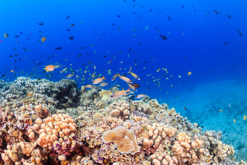 Fototapeta na wymiar Tropical fish on a coral reef