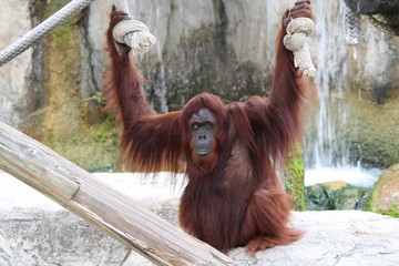 Orangutan hanging out