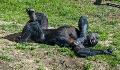 Chimpanzee taking the break 