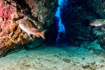 Foto op Plexiglas Red Snapper in a small underwater canyon on a tropical reef © whitcomberd