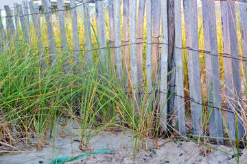 Dune Fence on the Beach