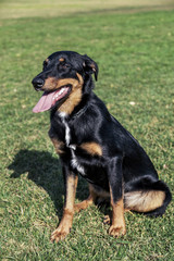 Beauceron with Australian Shepherd Dog Portrait in Park