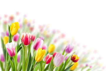 Spring Background with Tulip