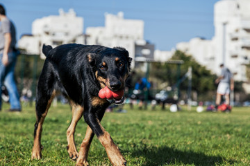 Beauceron with Australian Shepherd Dog Playing in Park