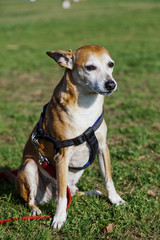 Pinscher Dog Lawn Portrait