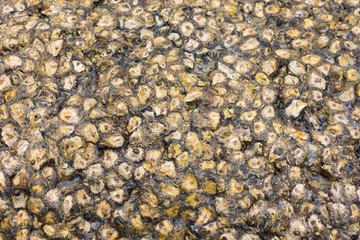 Texture of marine molluscs