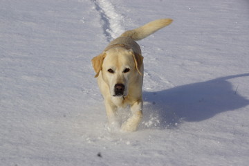 Hund, Labrador im Schnee