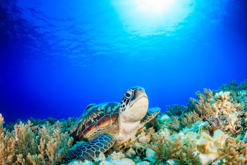 Sea Turtle looking up from a coral reef with sunbeams behind - obrazy, fototapety, plakaty