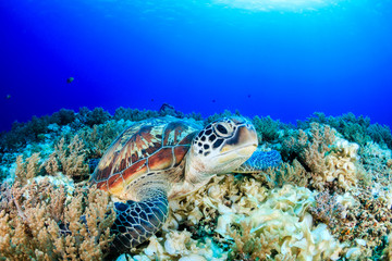 Fototapeta na wymiar Sea Turtle looking up from a coral reef with sunbeams behind
