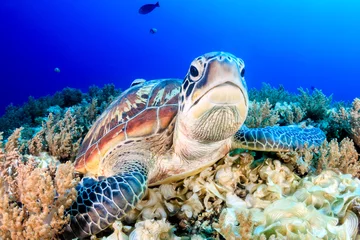 Deurstickers Chagrijnig groene schildpad © whitcomberd