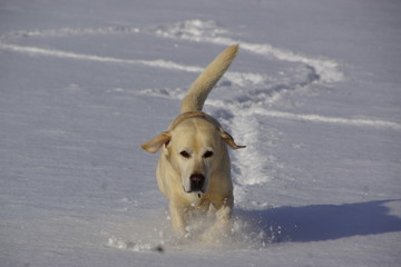 Labrador läuft im Schnee