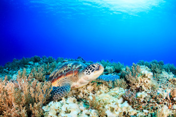 Fototapeta na wymiar Sea turtle on a tropical coral reef with sunbeams above