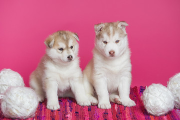 Fototapeta na wymiar High bred adorable Siberian Husky puppies on bright pink background