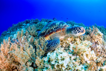 Naklejka na ściany i meble Green Turtle on a tropical coral reef