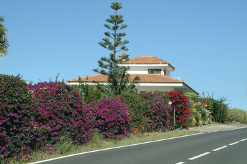 Bougainvillea Hecke