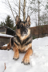 The old mongrel dog lying in the snow