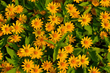 yellow flowers background