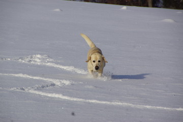 Labrador läuft im Schnee