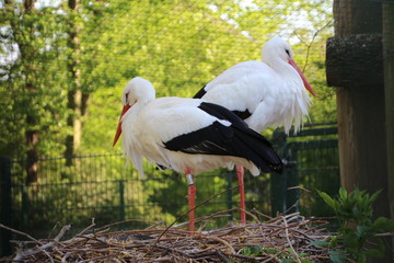 Two lovely stork in Strasbourg