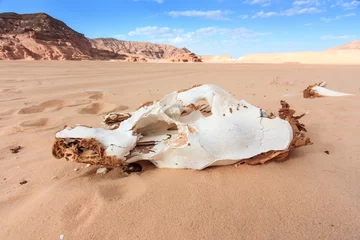  Bleached white skull in a desert © whitcomberd