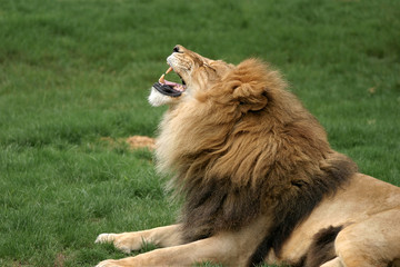 Obraz na płótnie Canvas Lion