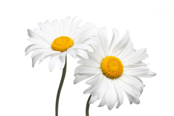 Beautiful white daisy flowers. Floral wallpaper. 