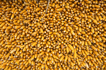 background of the corn on cob