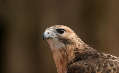 Hawk